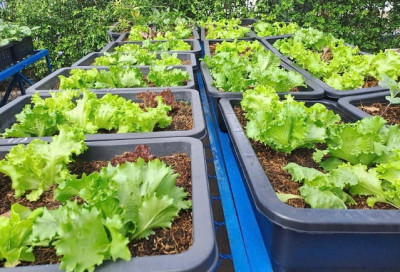 Khi niềm vui lan tỏa từ những mầm xanh