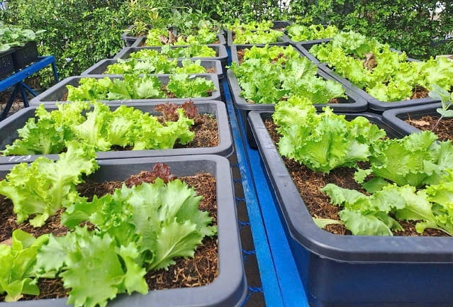 Khi niềm vui lan tỏa từ những mầm xanh